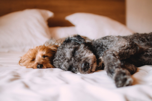 two dogs sleeping on the bed